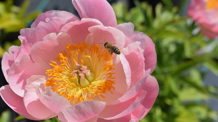 How to Divide Peony Plants