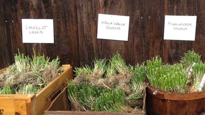 How to Grow Onions