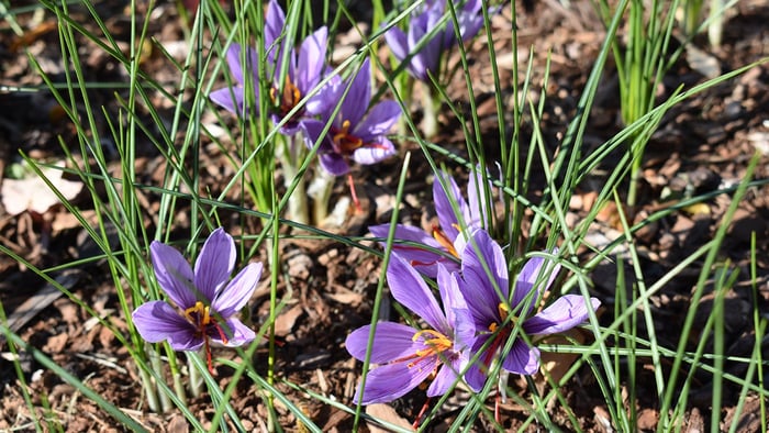 How to Grow Saffron for Spice and Flowers