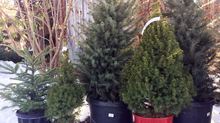 How to Plant Live Christmas Trees