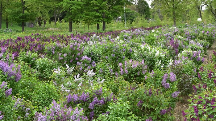 Lilacs 101 Fragrance, Flowers, and Favorites