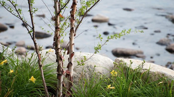Planting Birch Trees in Vermont