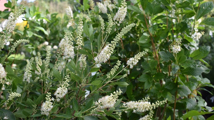 Which Shrubs Should Be Pruned in Spring