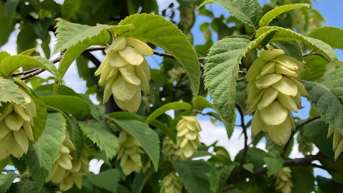 Two Native Trees With Many Nicknames