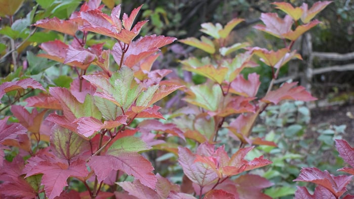 Viburnum Varieties for Landscaping and Naturalizing