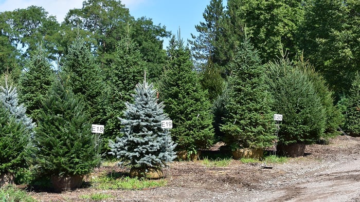 Year Round Evergreen Privacy Screens and Hedges