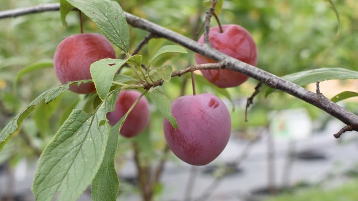 Young Fruit Tree Care