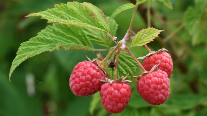 Growing Berry Plants at Home in Vermont