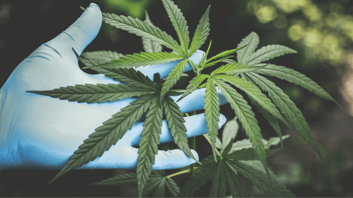 CBD Extraction Methods Explained (How Is CBD Made?)