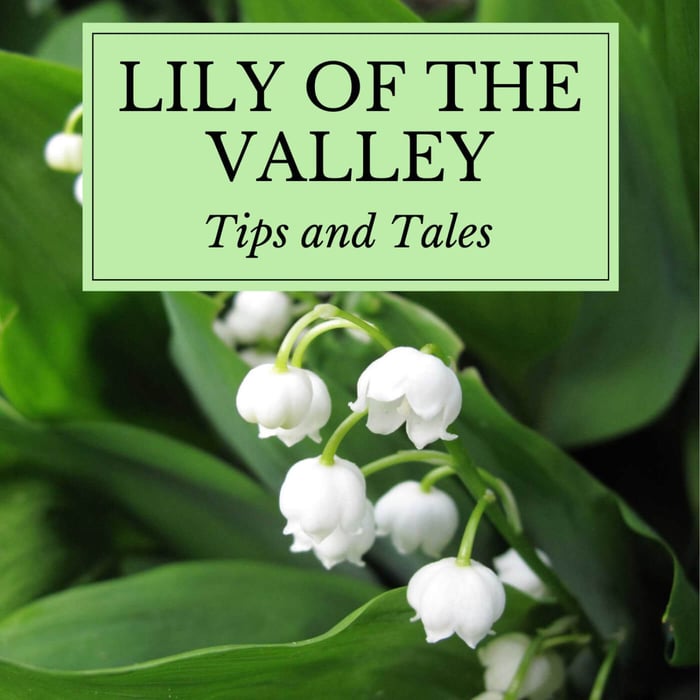 Muscari and  Lily of the Valley Fragrant Basket