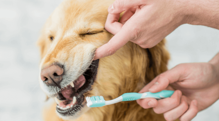 Dog Dental Care 101