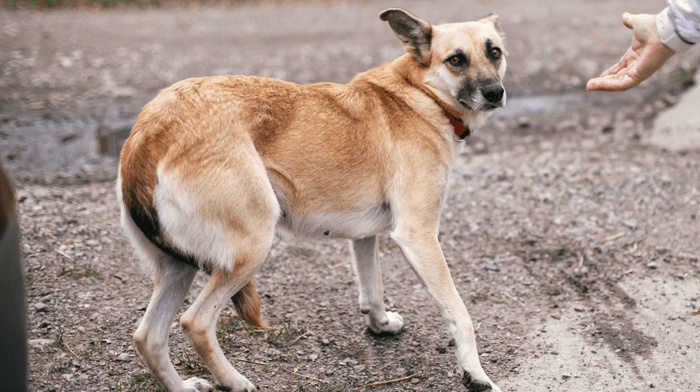 Can dogs get stressed?