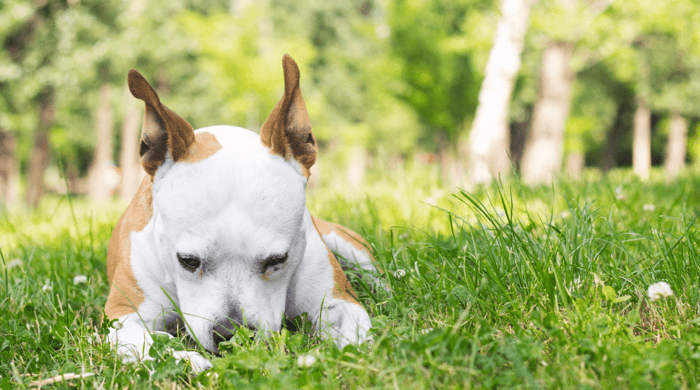 Why Dogs Eat Grass