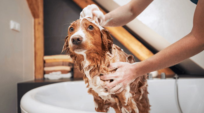 Tips For Bathing Your Dog
