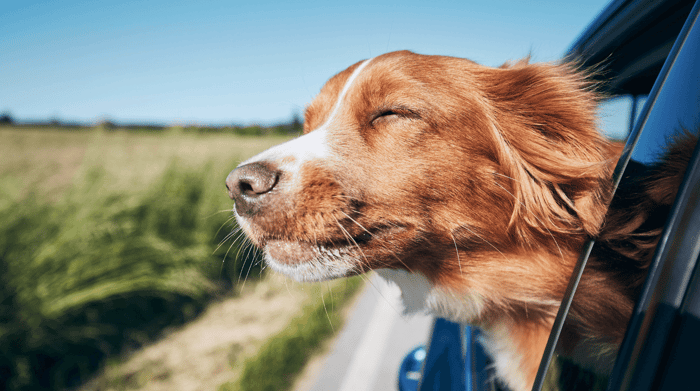 Want To Take Your Dog To Europe?