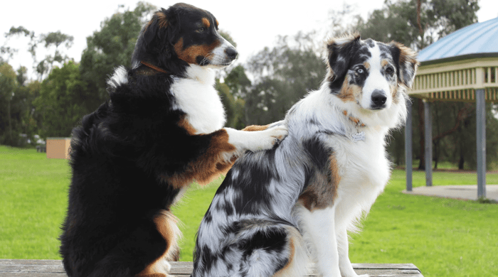 How To Give Your Dog A Massage
