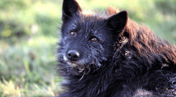 How To Look After An Elderly Dog