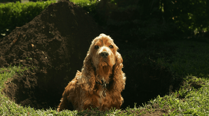 Why Do Dogs Dig?