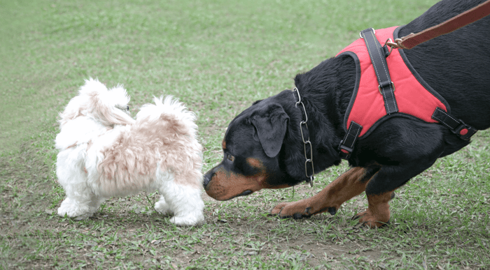 Why Do Dogs Sniff Butts?