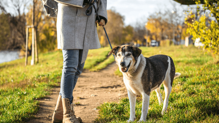 How Much Should I Exercise My Old Dog?