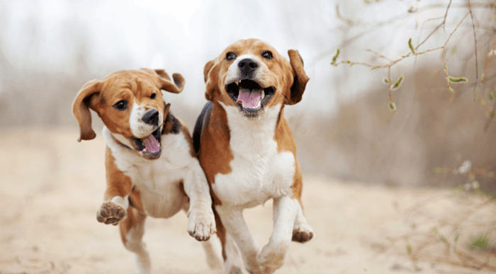 Should You Get Another Dog?