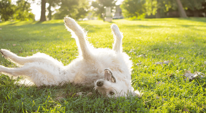 Why Do Dogs Roll In Poop?