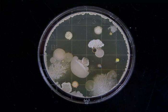 NHS Hot Topics: Antibiotic Resistance