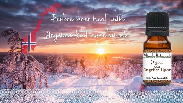 Amber bottle of Organic Co2 Angelica Root essential oil by Miracle Botanicals over a beautiful Norwegian winter scene with the sun rising over the horizon in the distance, text reads “Restore inner heat with Angelica Root essential oil"