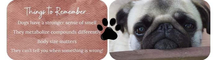 Things to Remember, essential oil safety for dogs, MiracleBotanicals.com