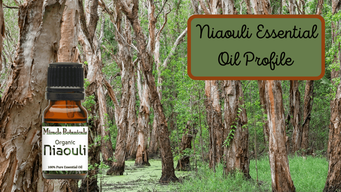 A Quick Look at Niaouli Essential Oil