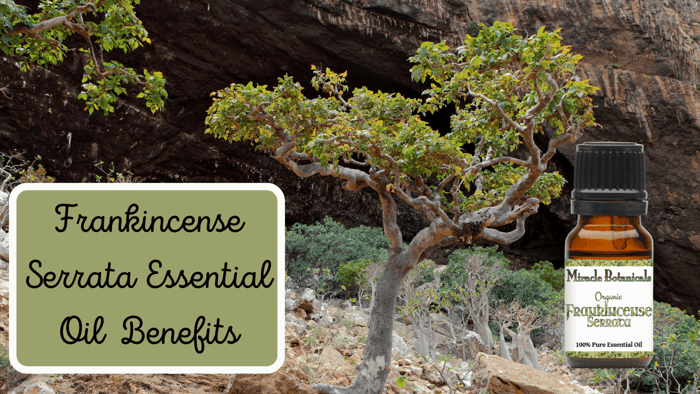 Benefits of Frankincense Serrata Essential Oil