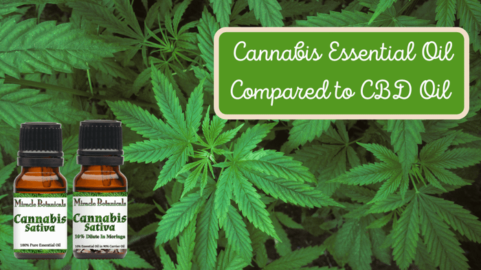 Cannabis Essential Oil Compared to CBD Oil