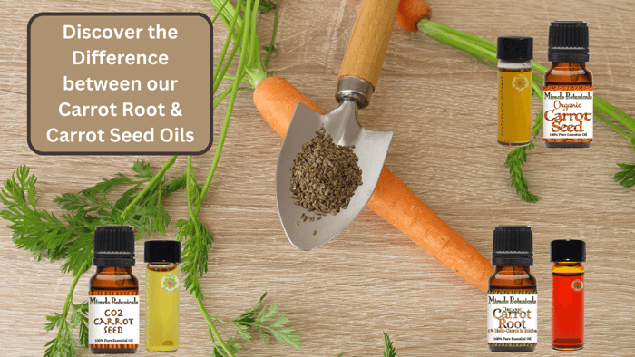 Carrot Root Oil Benefits Compared to Carrot Seed Essential Oil