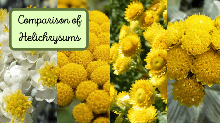 Comparison of Helichrysums