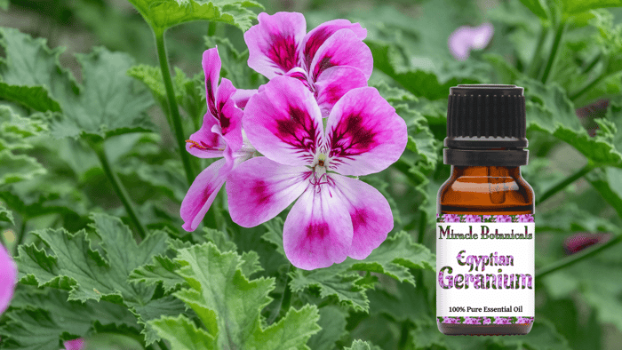 A Friend to the Feminine: Egyptian Geranium Essential Oil