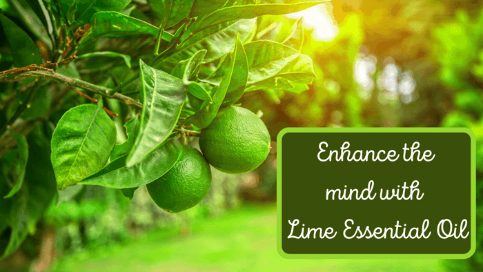 It’s Lime Time!