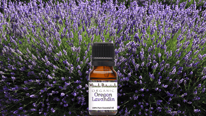 Organic Lavandin Essential Oil Profile