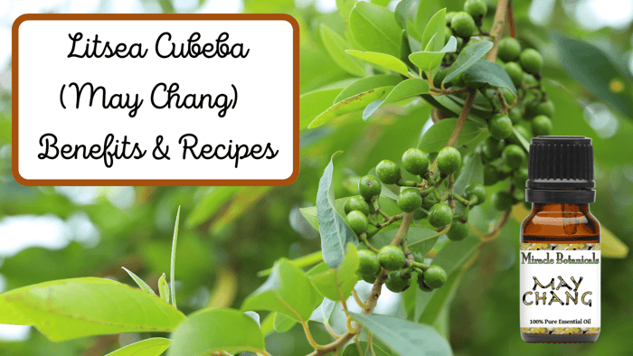 Litsea Cubeba Benefits - May Chang Essential Oil!