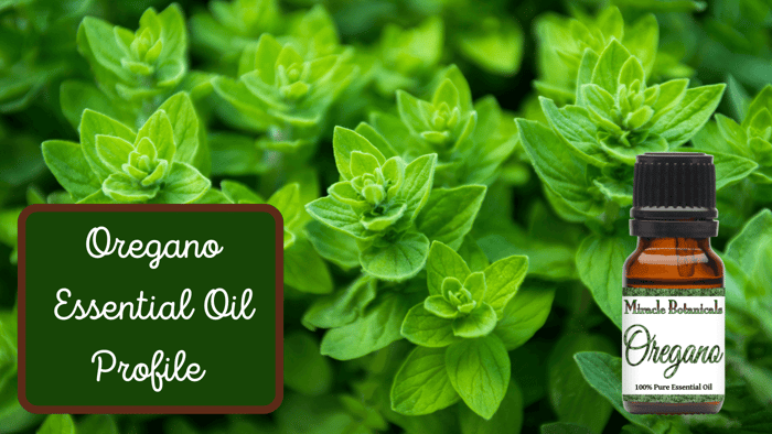 Relieve Infections Naturally with Oregano Essential Oil