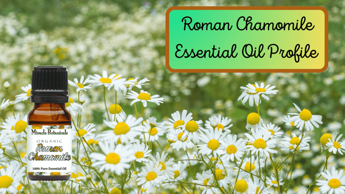 Roman Chamomile Essential Oil