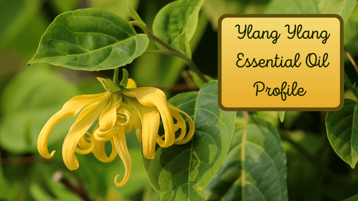 Ylang Ylang Extra Essential Oil