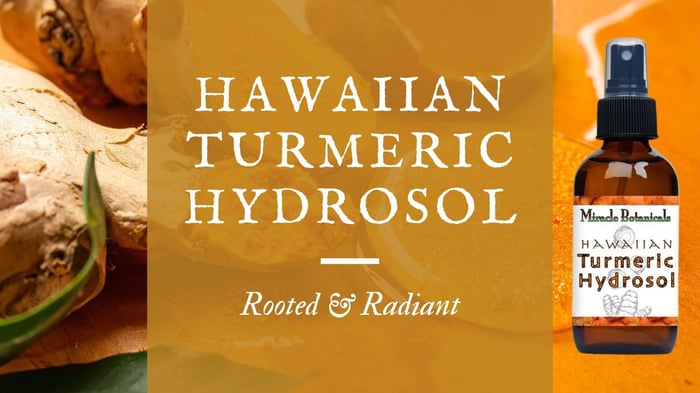 Hawaiian Turmeric Hydrosol rooted and radiant with fresh turmeric rhizome and bottle of Hawaiian Turmeric Hydrosol by Miracle Botanicals
