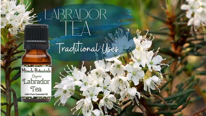 Labrador Tea Traditional Uses, with an amber bottle of Labrador Tea (Ledum) Essential Oil by Miracle Botanicals laying over white flowers of this plant
