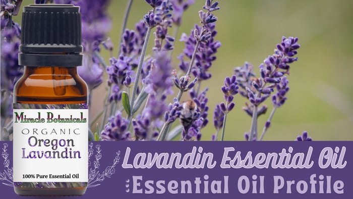 Organic Lavandin Essential Oil Profile