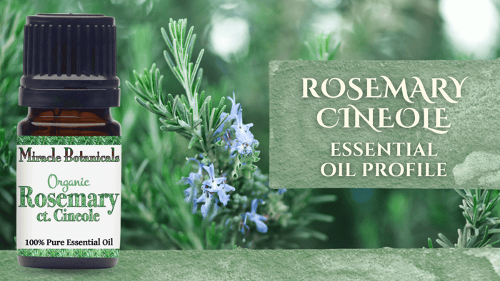 Rosemary Cineole Essential Oil: The Clarity That Cuts Through Fog
