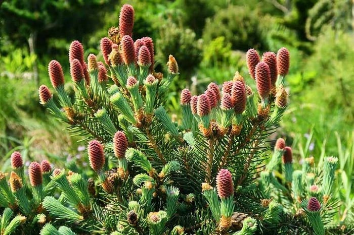 The Miracle of Black Spruce Essential Oil!