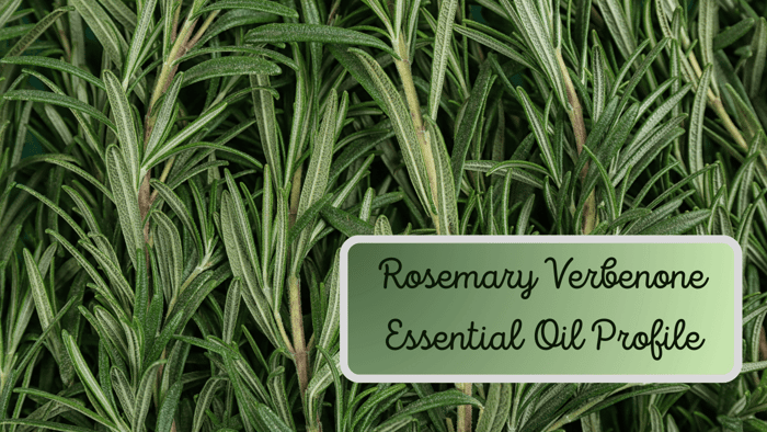 What's the Use of Rosemary Oil? | Rosemary Essential Oil Profile