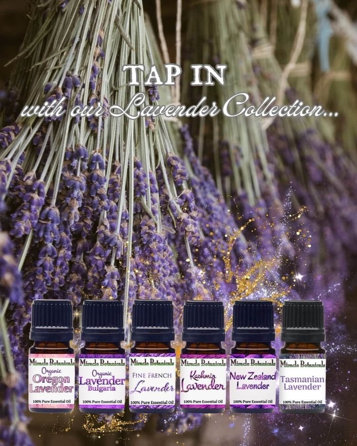 Lavender Essential Oil collectionb by Miracle Botanicals, Lavender vs Lavandin