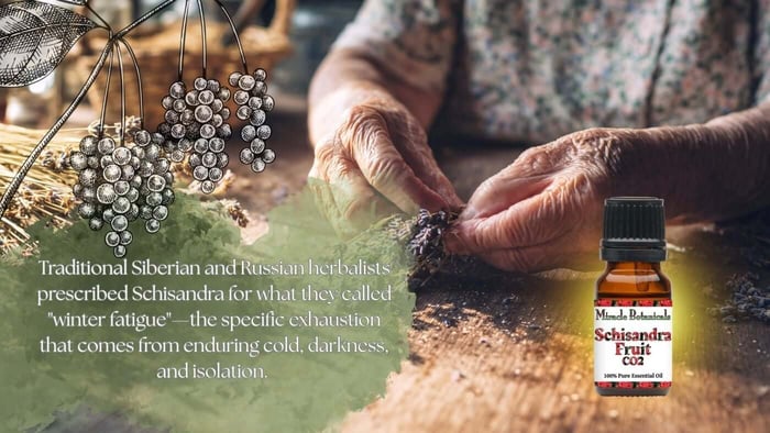 Elderly Russian woman’s hands wrapping herb bundles over a wooden table, an amber bottle of Schisandra Fruit Co2 extracted oil, a graphic of schisandra berries and the 