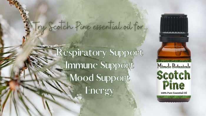 Pine tree branch in a snowy forest with an amber bottle of Scotch Pine essential oil by Miracle Botanicals. Text reads “Try Scotch Pine essential oil for respiratory support, immune support, mood support, and energy"